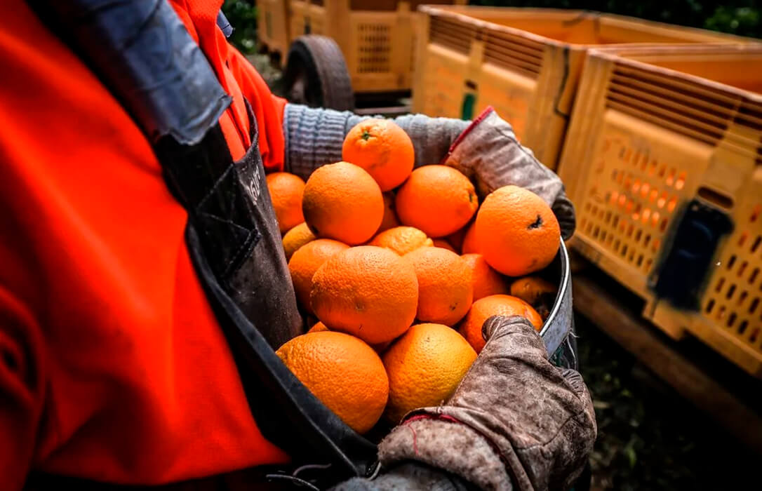 Exigen al Gobierno que defienda ante la CE la inclusión y mantenimiento de plagas y enfermedades clave para la citricultura española