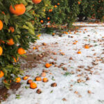 El Plan de Seguros del Ministerio 2026 repite presupuesto con 315 millones cubrirá la viruela ovina y abre la puerta a la dermatosis y la peste porcina