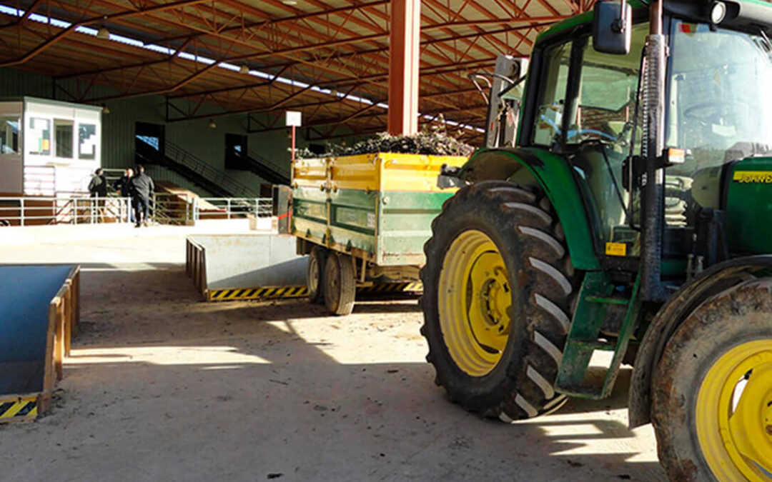 Previsión ante el inicio de la campaña: El precio del aceite en origen tenderá a aumentar por la recogida temprana y la menor producción