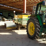 Previsión ante el inicio de la campaña: El precio del aceite en origen tenderá a aumentar por la recogida temprana y la menor producción