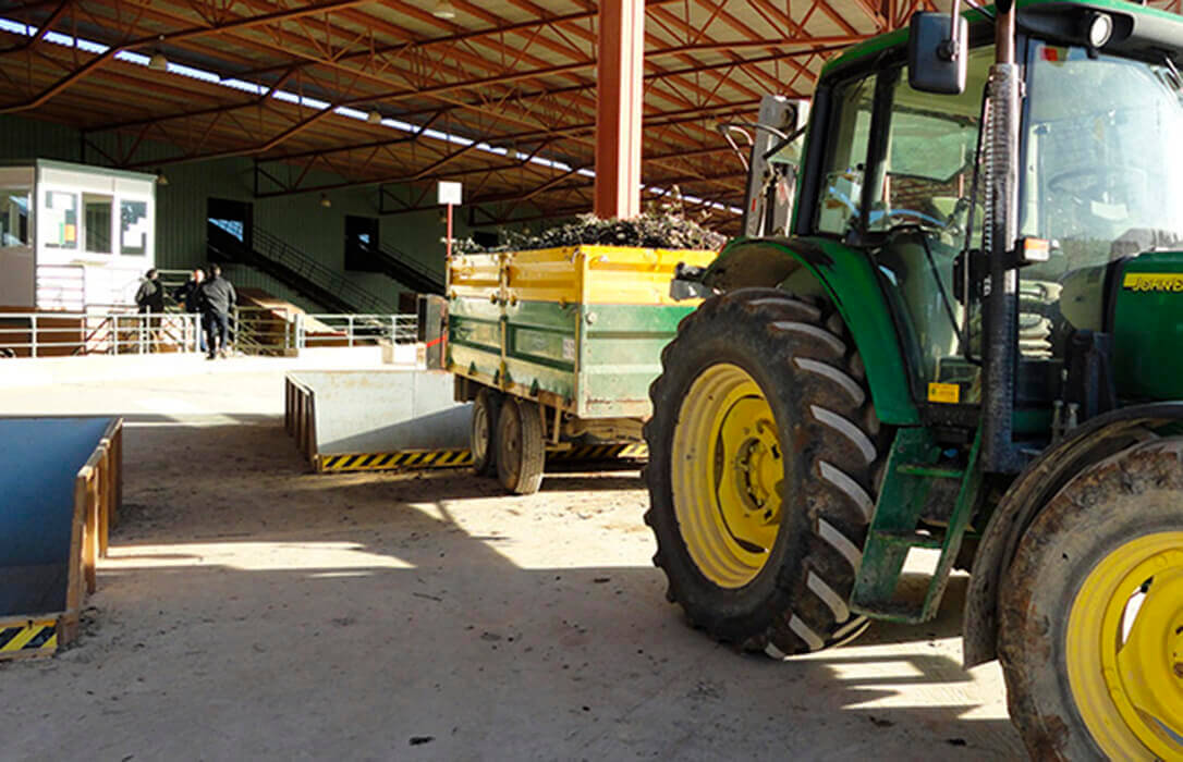 Previsión ante el inicio de la campaña: El precio del aceite en origen tenderá a aumentar por la recogida temprana y la menor producción