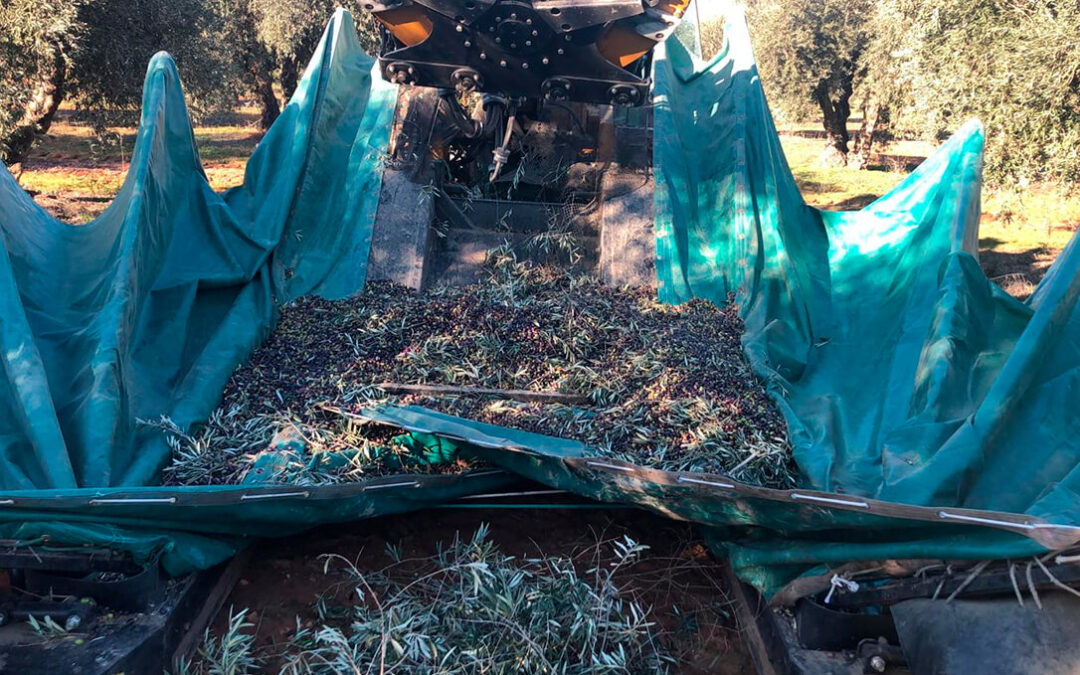 Magnífico arranque de la campaña de comercialización de aceite de oliva, con 130.000 toneladas vendidas por encima de los 4,5 euros