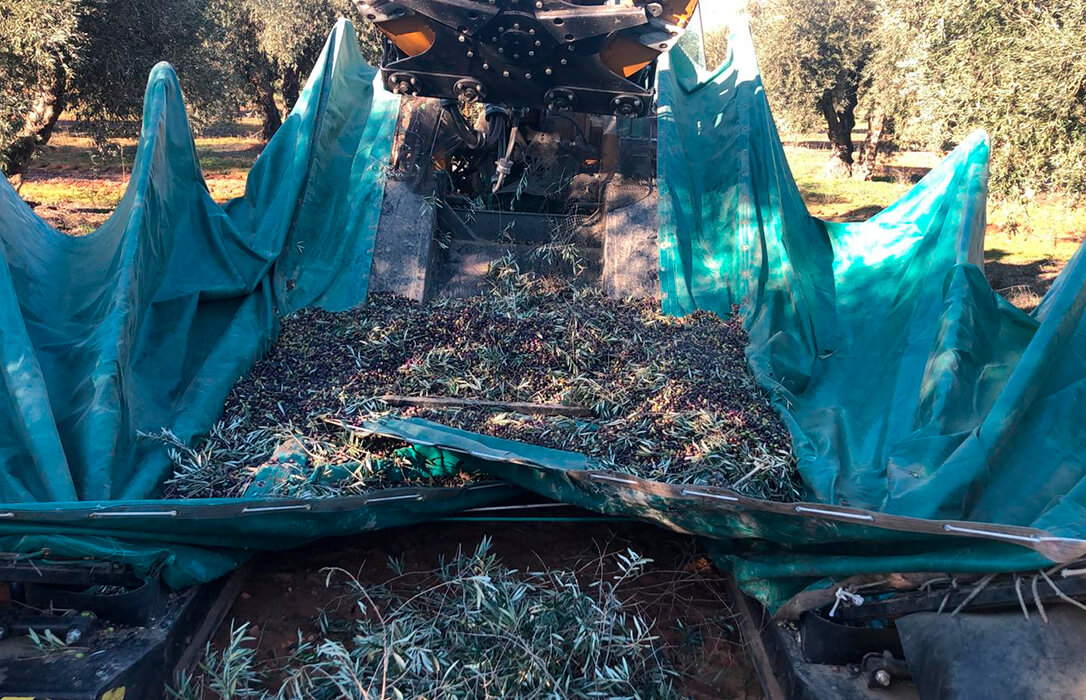 Magnífico arranque de la campaña de comercialización de aceite de oliva, con 130.000 toneladas vendidas por encima de los 4,5 euros