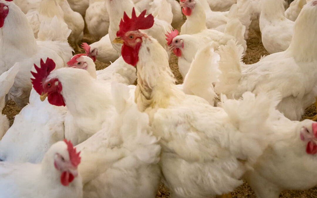 Algo se está haciendo bien: España rebasa el primer mes sin casos de gripe aviar en granjas pese a que en aves silvestres hay casos semanales