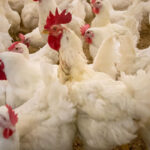 Algo se está haciendo bien: España rebasa el primer mes sin casos de gripe aviar en granjas pese a que en aves silvestres hay casos semanales