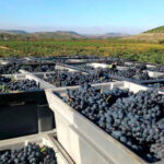 La producción estimada de vino en 2025 cae un 15% en España, pero sube entre sus más directos competidores, Italia un 8% y Francia un 2%