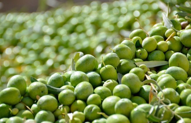 La falta de agua provoca que la producción nacional de aceituna de mesa se quede por debajo de las 500.000 toneladas