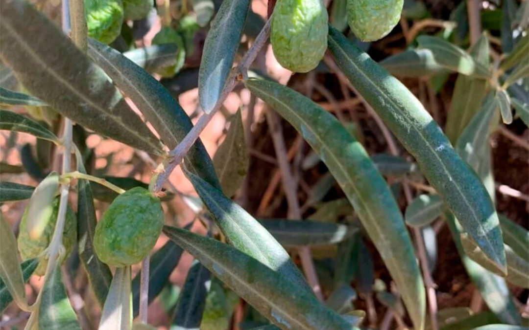 La prórroga de los Presupuestos nacionales deja al campo sin ayudas: indignación porque se perderán 370 millones para el olivar y el viñedo