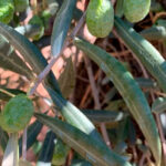 La prórroga de los Presupuestos nacionales deja al campo sin ayudas: indignación porque se perderán 370 millones para el olivar y el viñedo