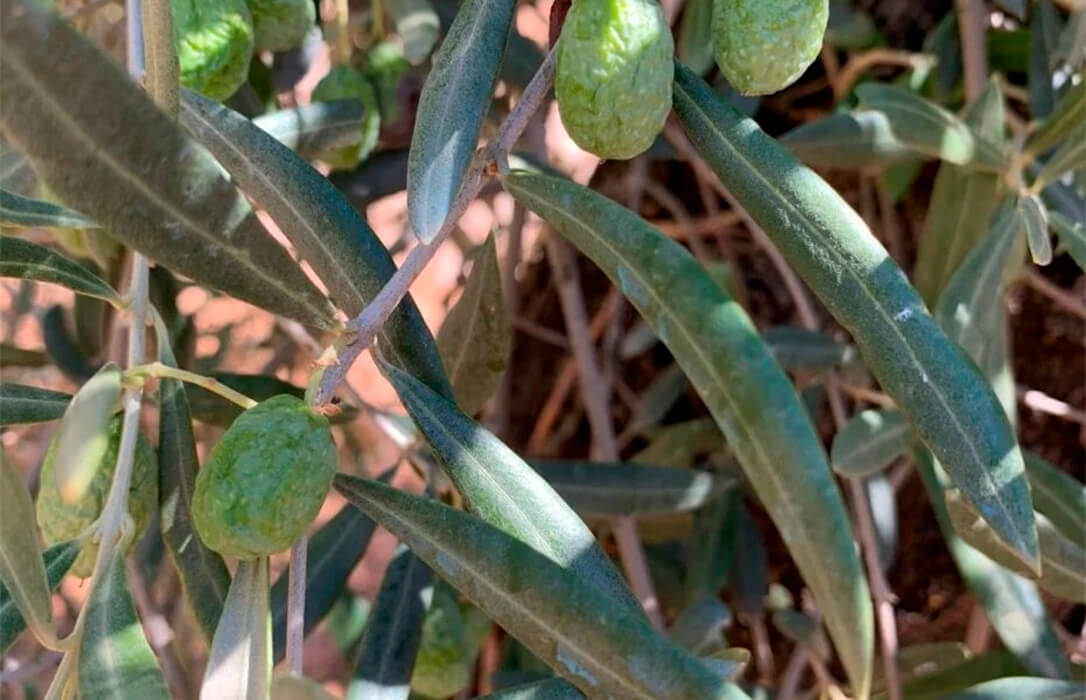 La prórroga de los Presupuestos nacionales deja al campo sin ayudas: indignación porque se perderán 370 millones para el olivar y el viñedo