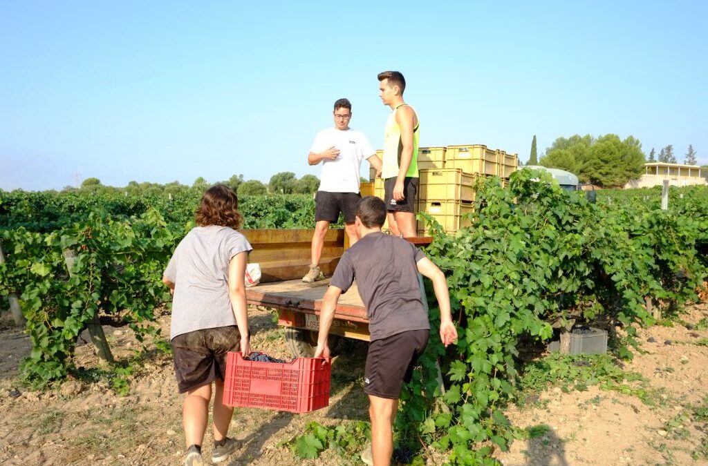 El sector necesita incorporar 22.600 jóvenes para la gestión de explotaciones vitivinícolas para facilitar y garantizar el relevo generacional