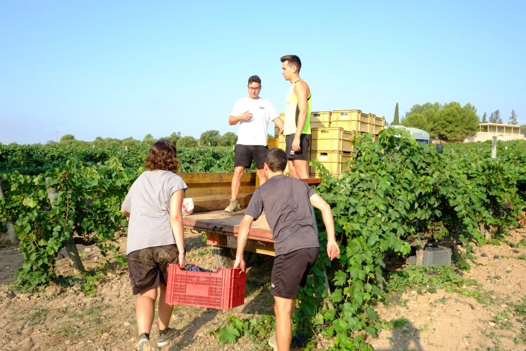 El sector necesita incorporar 22.600 jóvenes para la gestión de explotaciones vitivinícolas para facilitar y garantizar el relevo generacional