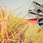 Ante el hundimiento de los precios de arroz por los acuerdos comerciales de la UE, el sector responderá con tractores en las calles y carreteras