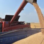 Sesión prácticamente plana, salvo una subida de la cebada, en la lonja de León tras la caída de los cereales tras el informe de la USDA