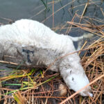 Un ataque de lobo deja siete carneros muertos en una explotación de Salamanca: para la ganadera afectada “la situación es desesperante»