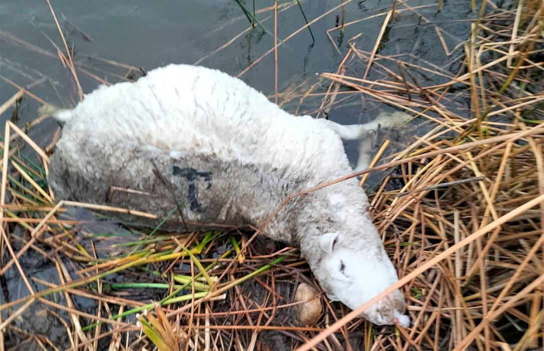 Un ataque de lobo deja siete carneros muertos en una explotación de Salamanca: para la ganadera afectada “la situación es desesperante»