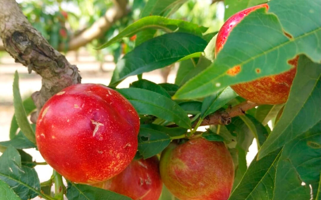 Menos superficie afectada pero más indemnizaciones: así avanza la siniestralidad en el campo con 1,17 millones de siniestros denunciados