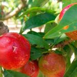 Menos superficie afectada pero más indemnizaciones: así avanza la siniestralidad en el campo con 1,17 millones de siniestros denunciados