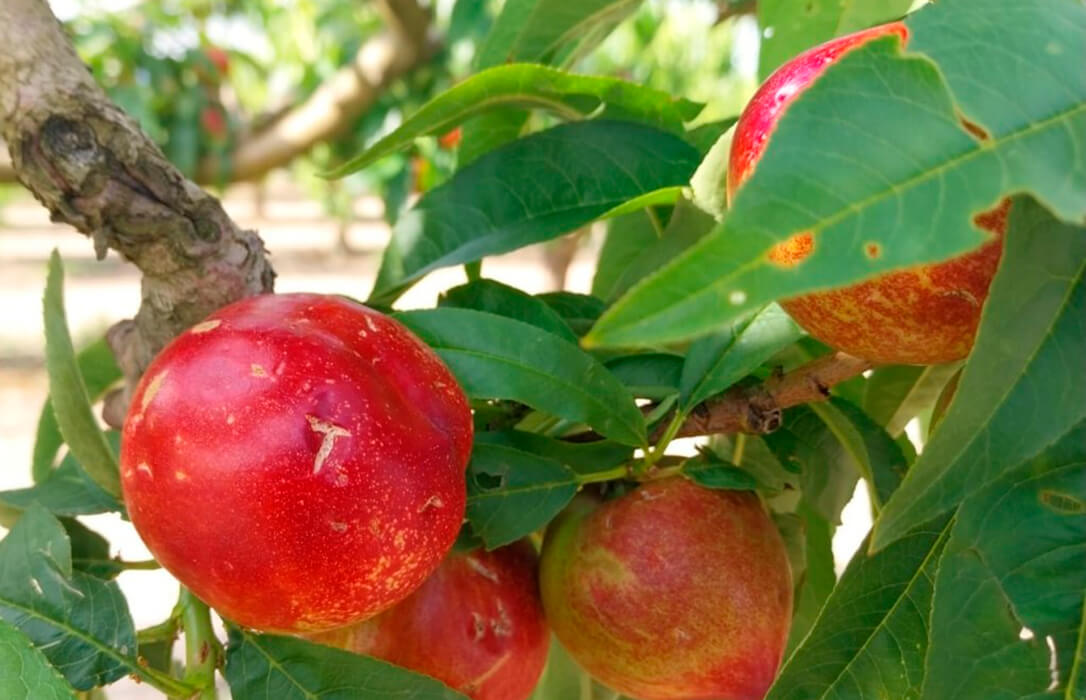 Menos superficie afectada pero más indemnizaciones: así avanza la siniestralidad en el campo con 1,17 millones de siniestros denunciados