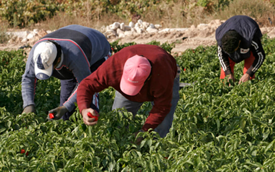 El paro en el sector agrícola aumentó un 1,68% en octubre mientras la afiliación en el Sistema Especial Agrario cae un 1,81%