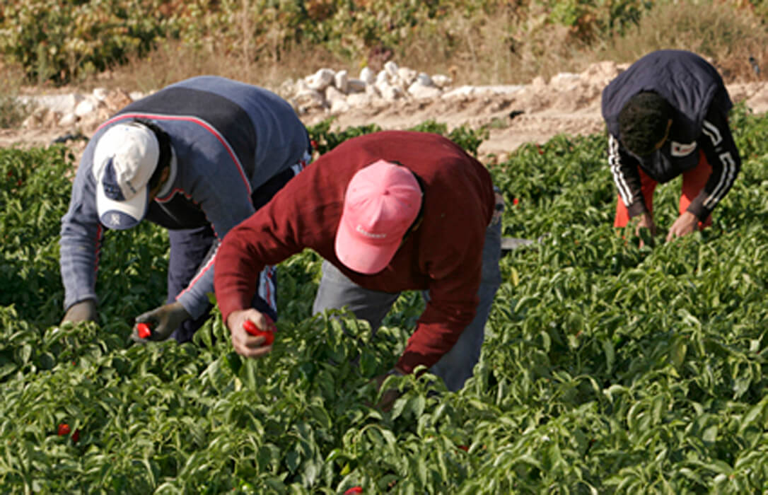 El paro en el sector agrícola aumentó un 1,68% en octubre mientras la afiliación en el Sistema Especial Agrario cae un 1,81%