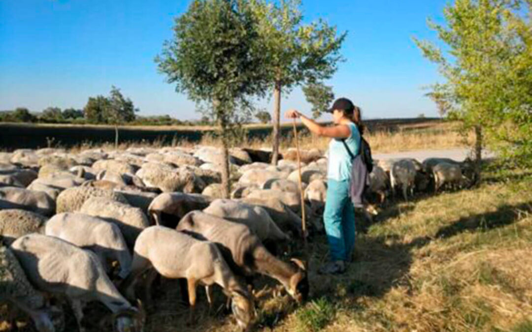 Bruselas baraja aumentar las ayudas desde el 13% al 20% en la nueva PAC al olivar de montaña y a la ganadería extensiva