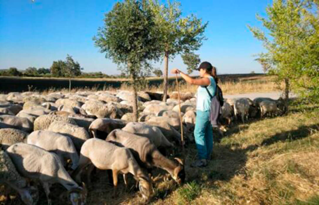Bruselas baraja aumentar las ayudas desde el 13% al 20% en la nueva PAC al olivar de montaña y a la ganadería extensiva