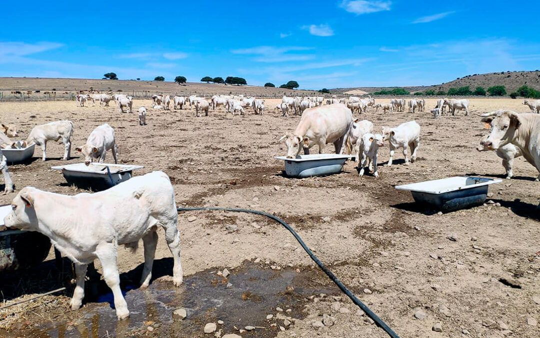 Castilla y León consigna 2 millones para balsas destinadas al suministro de agua para ganado extensivo en zonas afectadas por los incendios