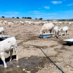 Castilla y León consigna 2 millones para balsas destinadas al suministro de agua para ganado extensivo en zonas afectadas por los incendios