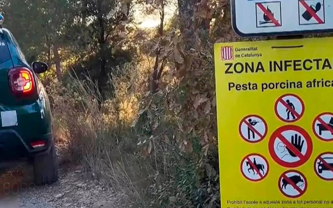 Ocho nuevas muertes por peste porcina, tolerancica cero a quien se salte las medidas de seguridad y la UME acude a ayudar a la Generalitat