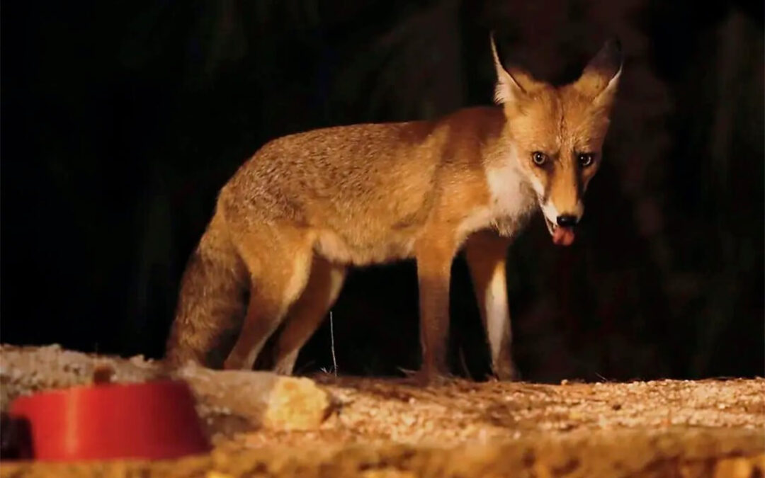 Un zorro aparece muerto en España por gripe aviar y advierten de que «es un aviso, pero no algo excepcional, un nuevo paso de la enfermedad»