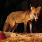 Un zorro aparece muerto en España por gripe aviar y advierten de que «es un aviso, pero no algo excepcional, un nuevo paso de la enfermedad»