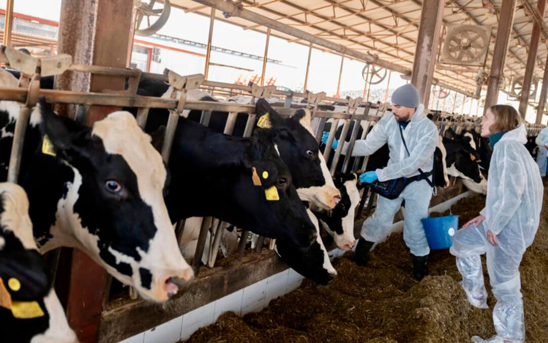 Alertan que el ‘vacío sanitario’ que se está generando por la dermatosis puede acabar con el modo de vida de muchos ganaderos