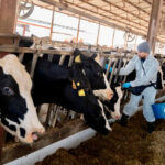 They warn that the 'health vacuum' being created by the dermatosis could end the way of life of many livestock farmers