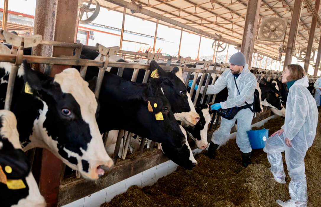 Alertan que el ‘vacío sanitario’ que se está generando por la dermatosis puede acabar con el modo de vida de muchos ganaderos