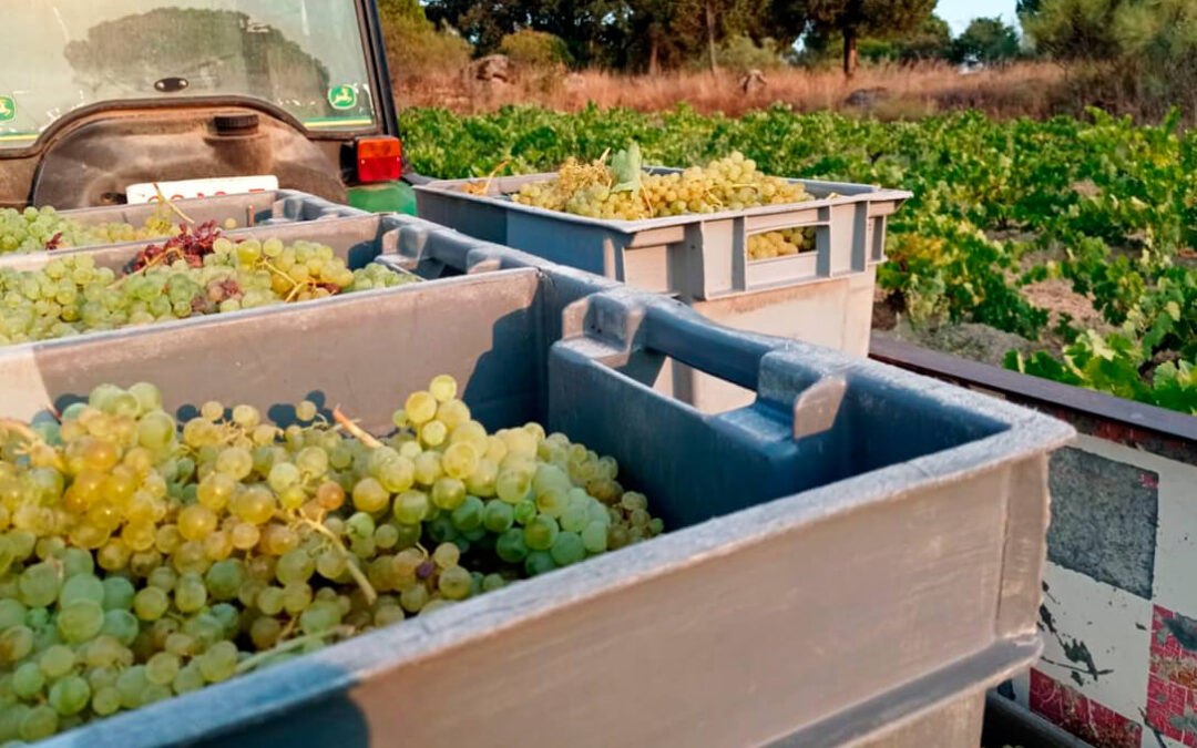 El balance de la vendimia 2025 en Madrid: una cosecha media, menor de la esperada pero similar a la anterior aunque con una enorme calidad