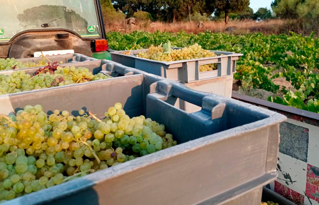 El balance de la vendimia 2025 en Madrid: una cosecha media, menor de la esperada pero similar a la anterior aunque con una enorme calidad