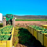 Alternative Vorschläge für den Obst- und Gemüsesektor im Lichte der neuen GAP: Herausnahme der GMO aus dem Einheitsfonds, um einen gemeinsamen und einheitlichen Rahmen zu schaffen.