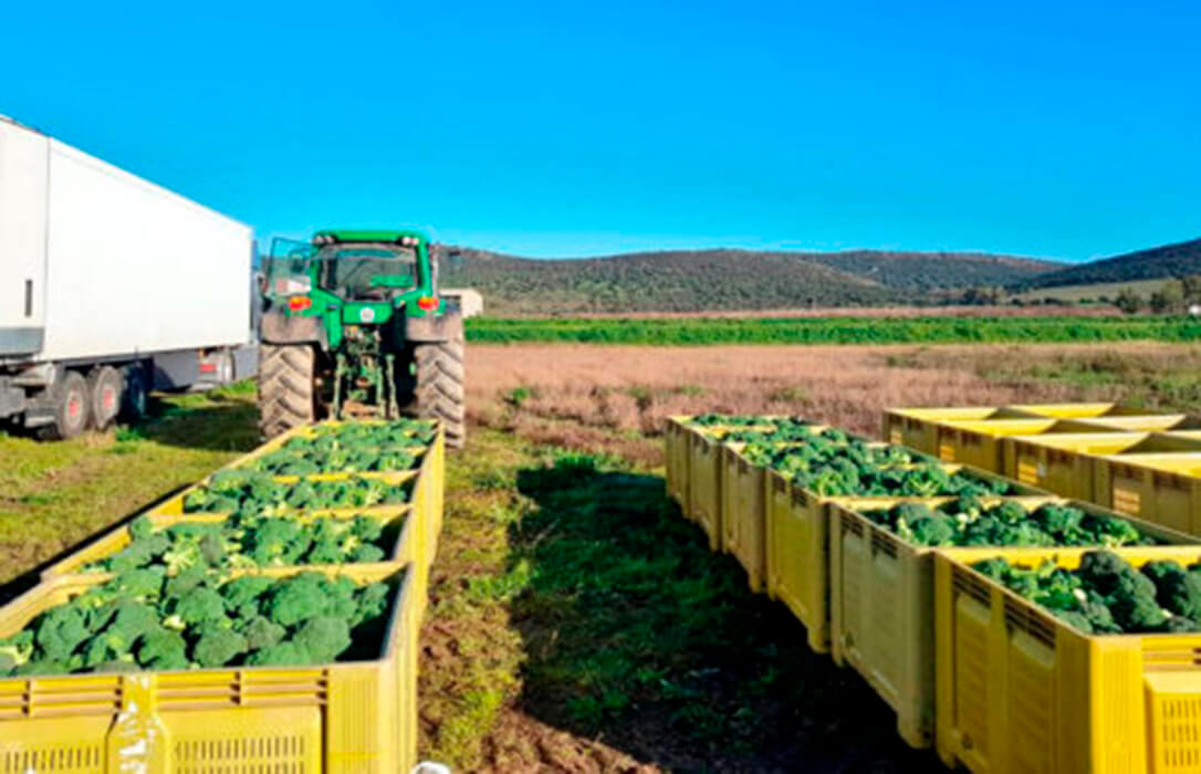 Propuestas alternativas para el sector hortofrutícola de cara a la nueva PAC: sacar a la OCM del Fondo Único para tener un marco común y homogéneo