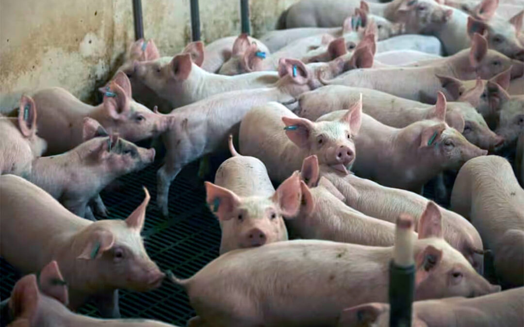 El Miteco abre el plazo de ayudas para que el sector ganadero implemente mejoras ambientales en las granjas de la cuenca del Mar Menor