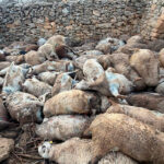 Mueren 122 ovejas amontonadas por pánico ante la presencia de animales salvajes, aunque no saben si lobos o perros salvajes