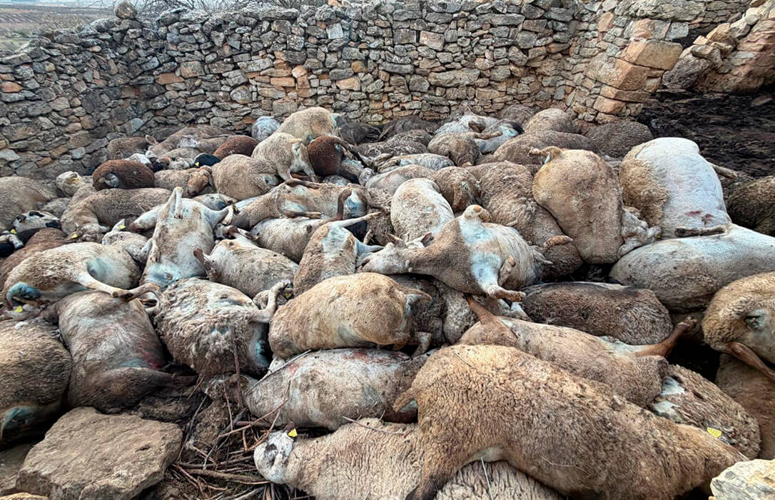 Mueren 122 ovejas amontonadas por pánico ante la presencia de animales salvajes, aunque no saben si lobos o perros salvajes