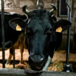 El Ministerio reconoce 17 focos de dermatosis nodular todos ellos en la provincia de Gerona y sin nuevo casos desde hace casi dos meses