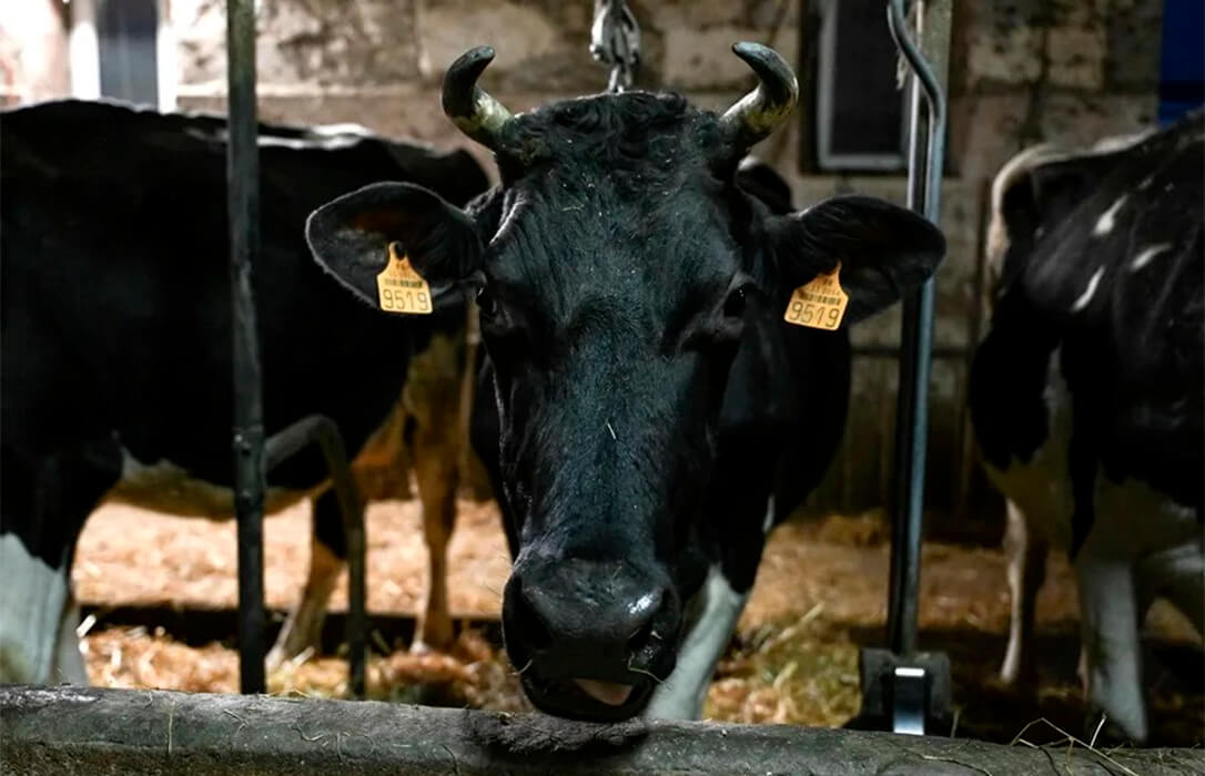 El Ministerio reconoce 17 focos de dermatosis nodular todos ellos en la provincia de Gerona y sin nuevo casos desde hace casi dos meses