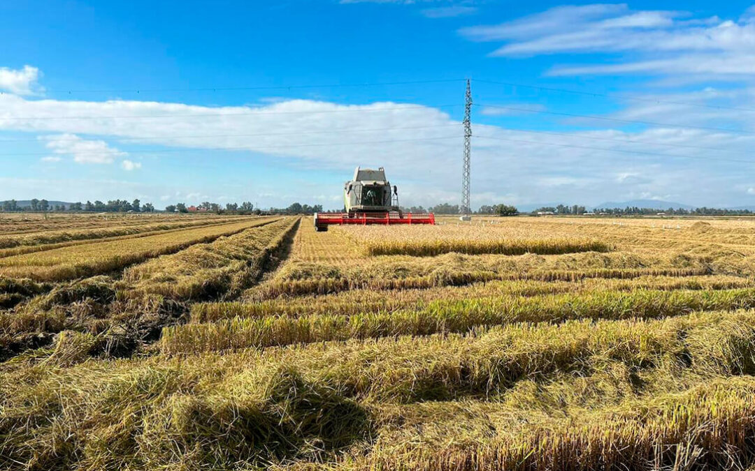 Otro varapalo de Europa: denuncian un acuerdo en la UE que establece un umbral de 562.000 toneladas de arroz para activar la cláusula de salvaguardia