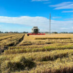 Otro varapalo de Europa: denuncian un acuerdo en la UE que establece un umbral de 562.000 toneladas de arroz para activar la cláusula de salvaguardia