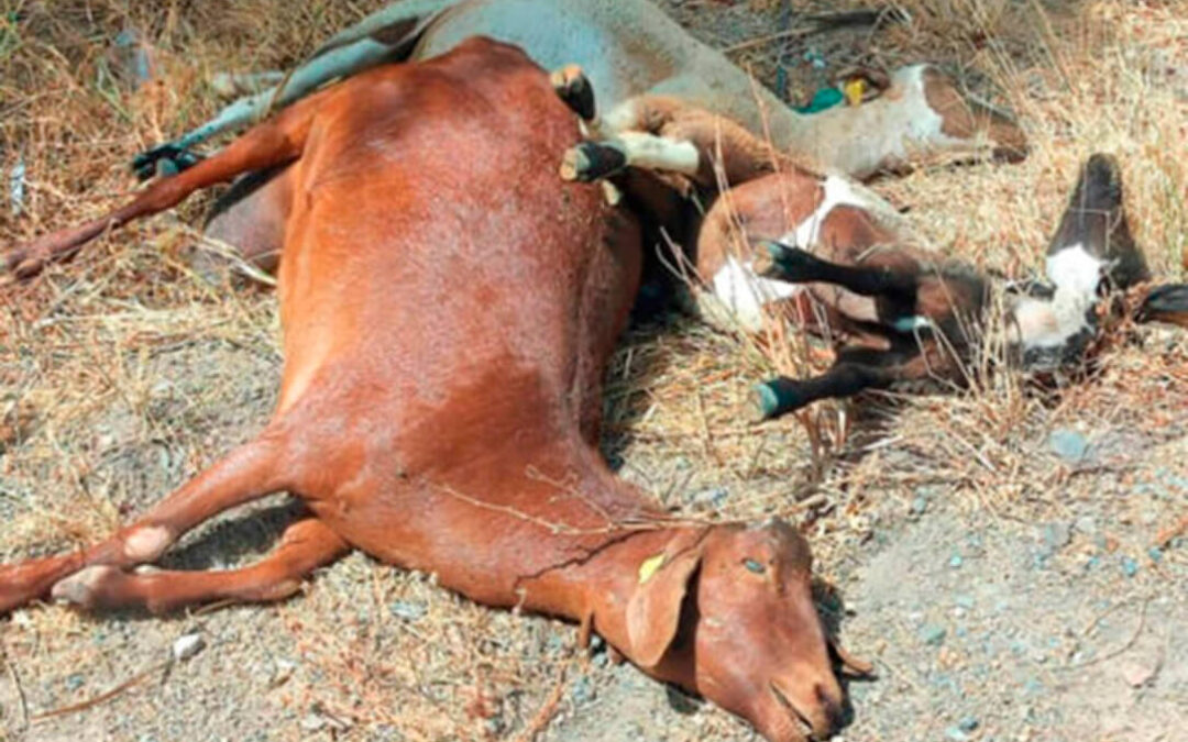 Apoyo a los ganaderos afectados por la lengua azul con 10,2 millones de euros en ayudas directas que se abonarán a principios de enero