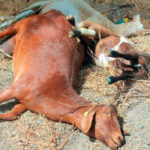 Apoyo a los ganaderos afectados por la lengua azul con 10,2 millones de euros en ayudas directas que se abonarán a principios de enero