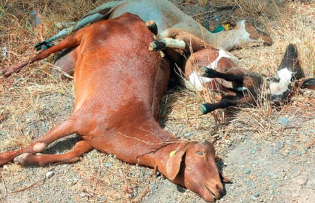 Apoyo a los ganaderos afectados por la lengua azul con 10,2 millones de euros en ayudas directas que se abonarán a principios de enero