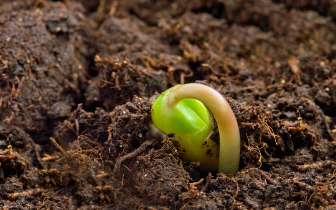 El Gobierno impulsa el conocimiento sobre agricultura de carbono con la Asociación Española de Agricultura de Conservación Suelos Vivos